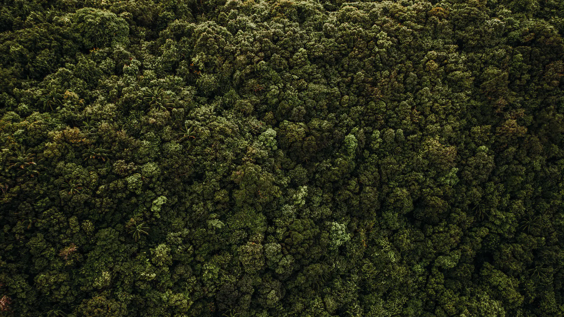 Dense forest canopy seen from above, obscuring much of the ground surface